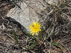 Nothocalais cuspidata