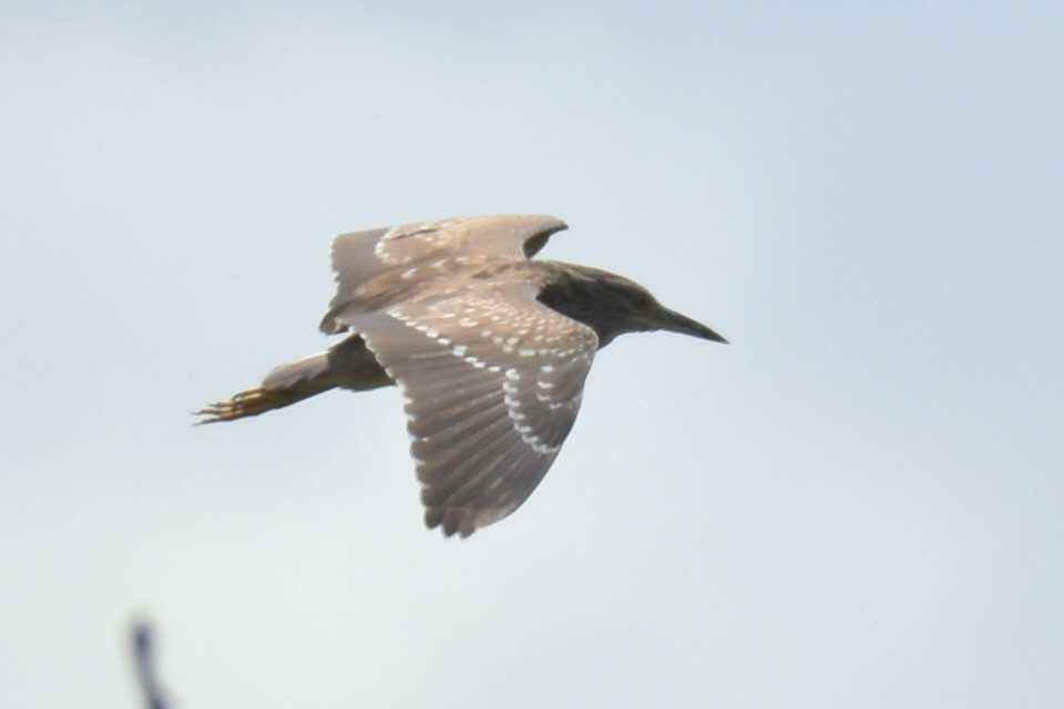 Black-crowned Night Heron