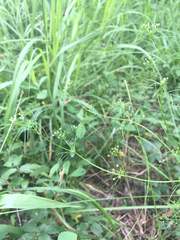 Ptilimnium capillaceum