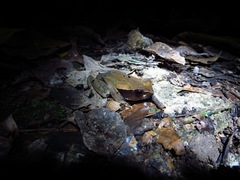 Truando Toad photo 5