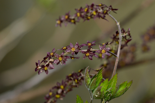 Xanthorhiza