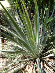 Yucca necopina