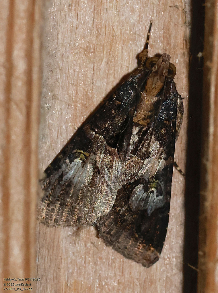 Famelica Melipotis Moth