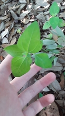 Calyptocarpus vialis