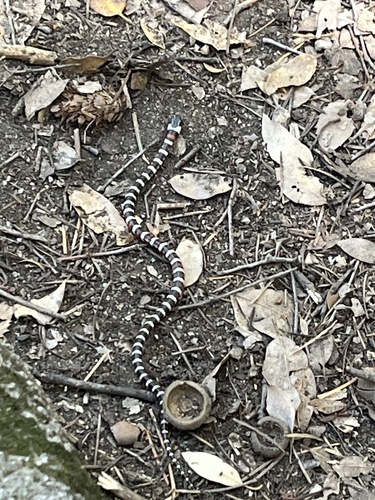 iNaturalist observation photo of California Mountain Kingsnake