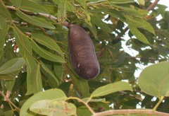 Hymenaea courbaril
