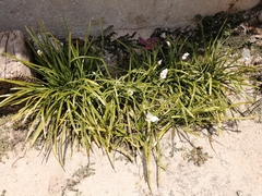 Zephyranthes insularum