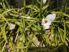Zephyranthes insularum