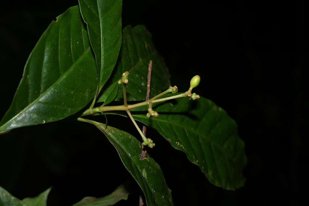 Eumachia boliviana