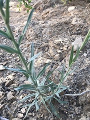 Boechera californica