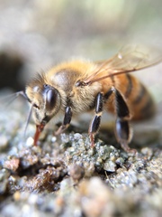 Apis mellifera