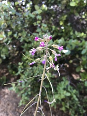 Boechera californica