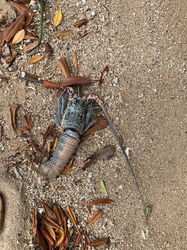 Painted Spiny Lobster