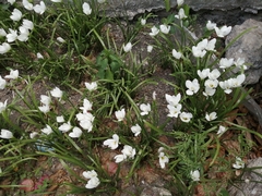 Zephyranthes insularum