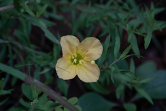 Oenothera toumeyi