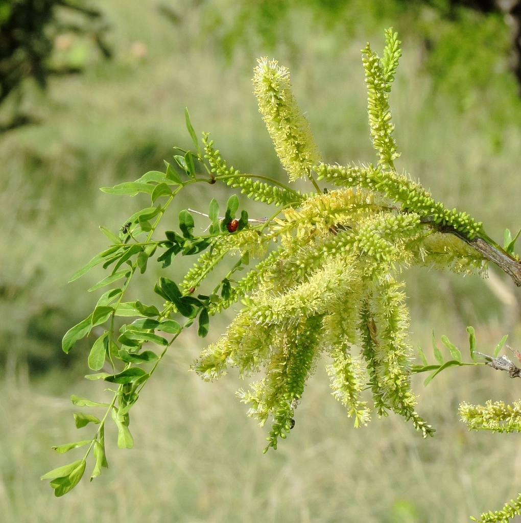 Ảnh của Cây đương Prosopis