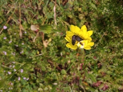 Acmaeoderini
