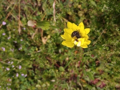 Acmaeoderini