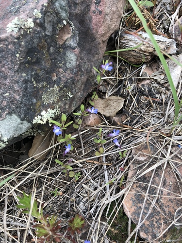 iNaturalist observation 2019-05-12