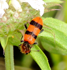 Trichodes bibalteatus
