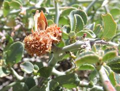 Ceanothus cordulatus