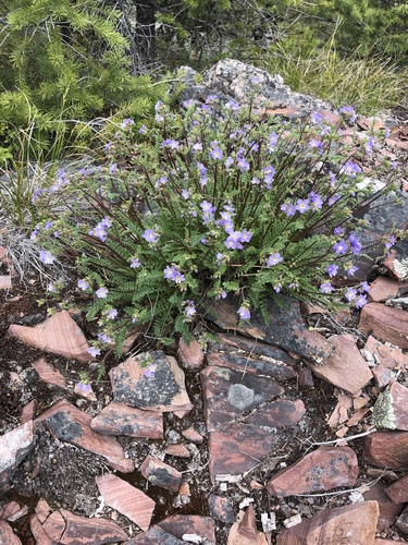 iNaturalist observation 2019-05-12