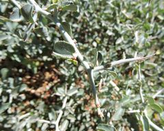 Ceanothus cordulatus