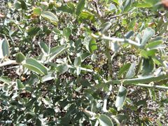 Ceanothus cordulatus