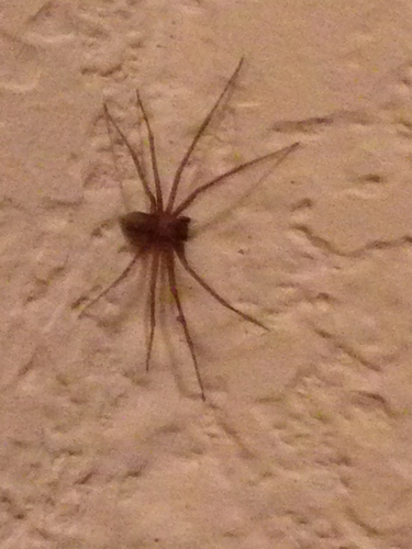 Brown Recluse photographed in Ohio