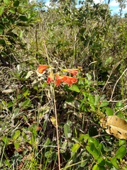 Alstroemeria gardneri