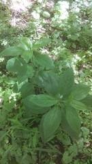 Hybanthus concolor