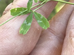 Trifolium bifidum