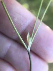 Trifolium bifidum