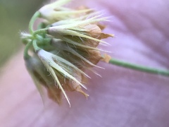 Trifolium bifidum
