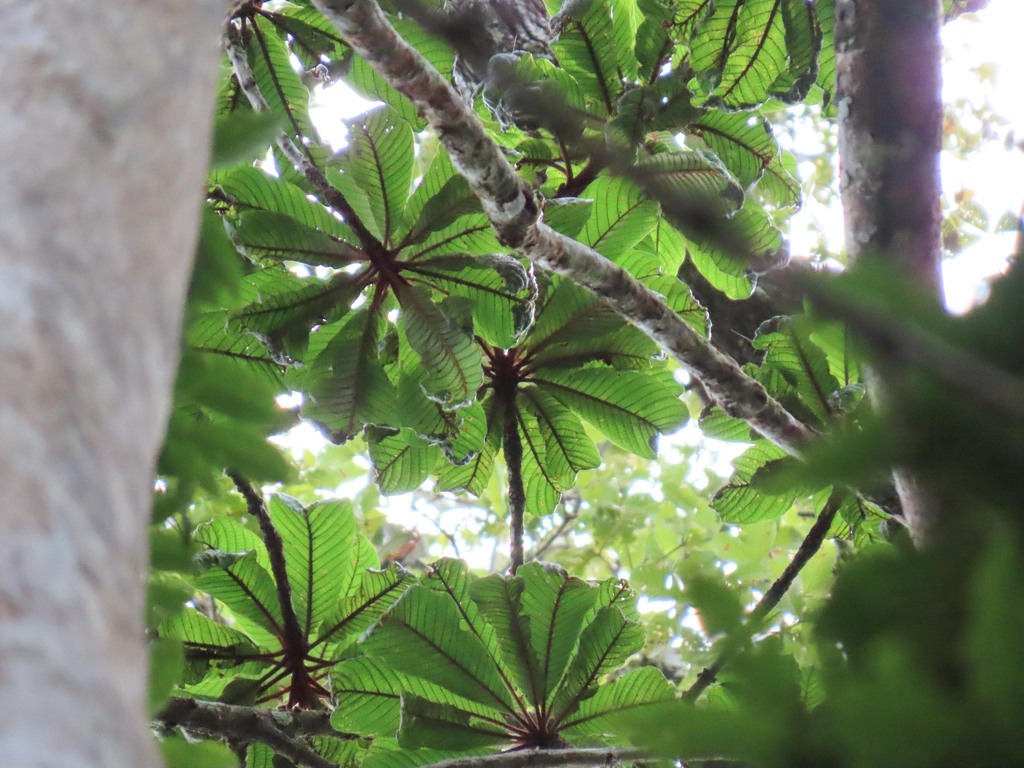 Pradosia verticillata