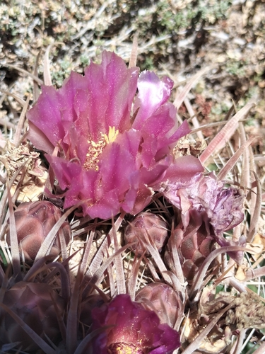 Image of Ferocactus fordii by no rights reserved