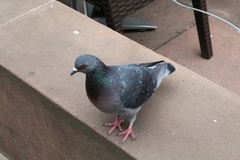 Columba livia domestica