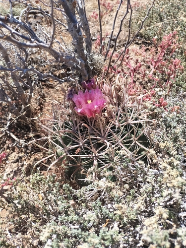 Image of Ferocactus fordii by no rights reserved