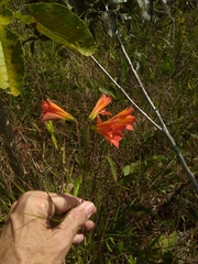 Alstroemeria gardneri