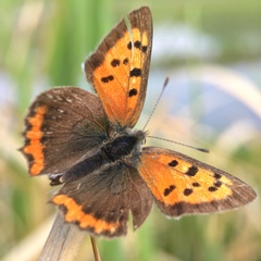 Lycaena phlaeas daimio