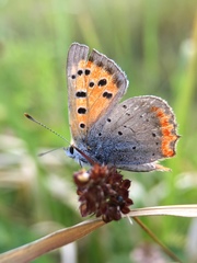 Lycaena phlaeas daimio