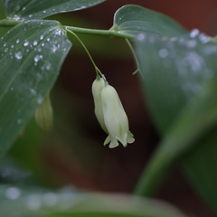 Polygonatum biflorum biflorum