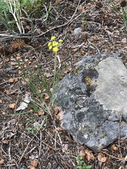 Lomatium triternatum