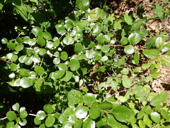 Crataegus reverchonii