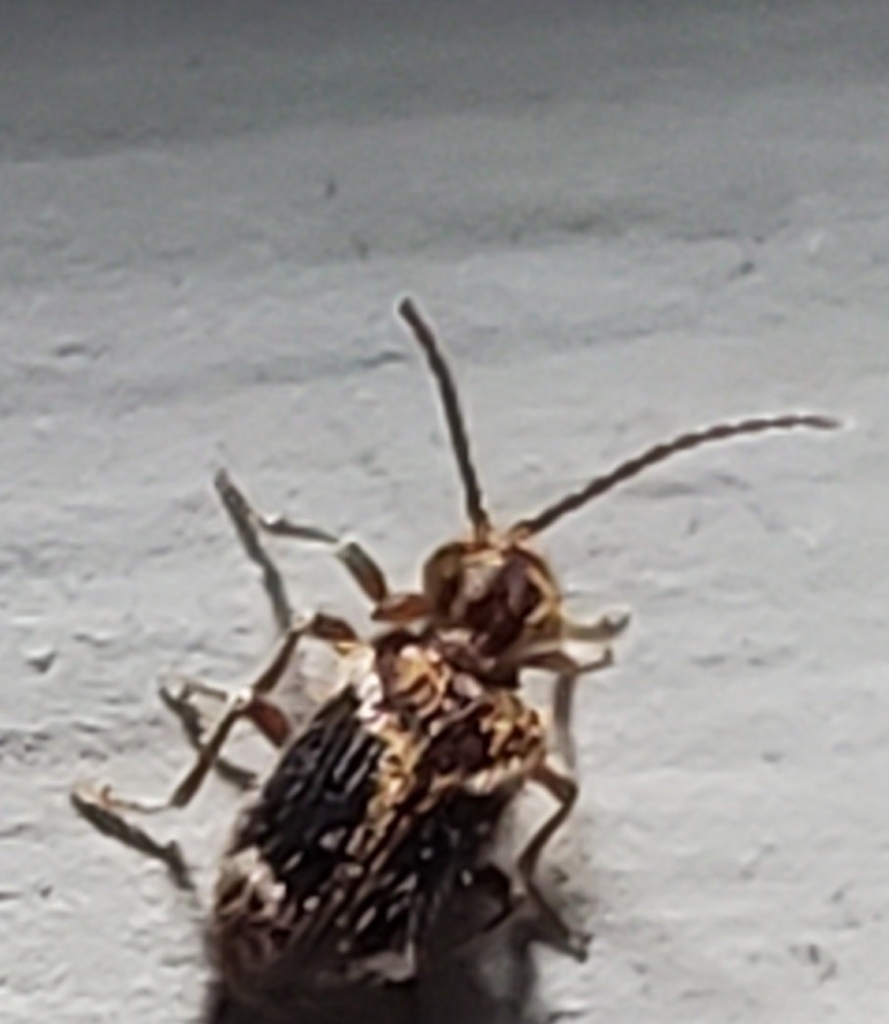 Ptinus quadrimaculatus