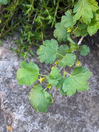 Image of Ribes inerme by (c) My-Lan Le, some rights reserved (CC BY)