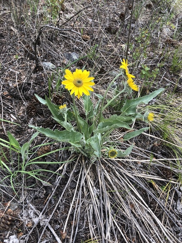 iNaturalist observation 2019-05-12