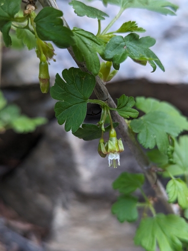 Image of Ribes inerme by (c) My-Lan Le, some rights reserved (CC BY)