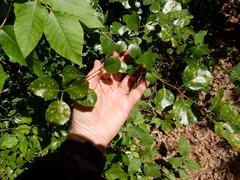 Crataegus reverchonii