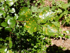 Crataegus reverchonii